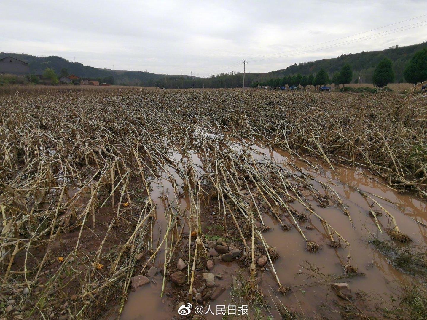 谢楠吴京最新消息揭秘，小巷中的奇遇与隐藏特色小店