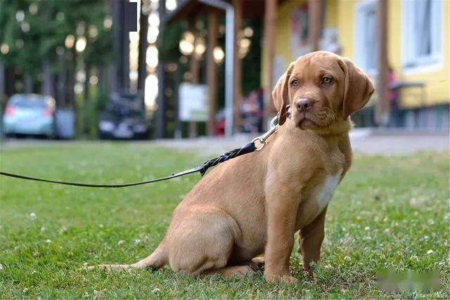 腊肠犬价格概览，购买指南与详细步骤解读