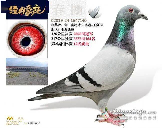 中江信鸽比赛，小巷赛场与特色小店的独特魅力