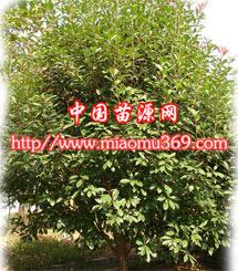 西北苗木最新价格信息及成长机遇与自我力量探索