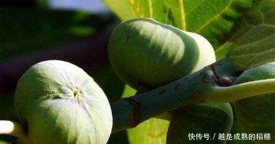 最新无花果种植技术，助力果园硕果累累！