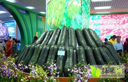 海南冬瓜价格最新行情及小巷深处的冬瓜风味探秘