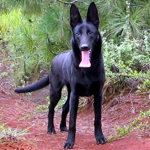 专业培育的宠物伴侣与守护神——最新出售已训练科目犬